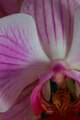Phalaenopsis IMG_3865 Storczyk